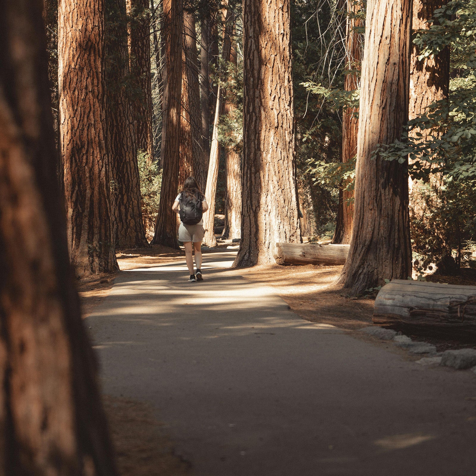 Sequoia_tree