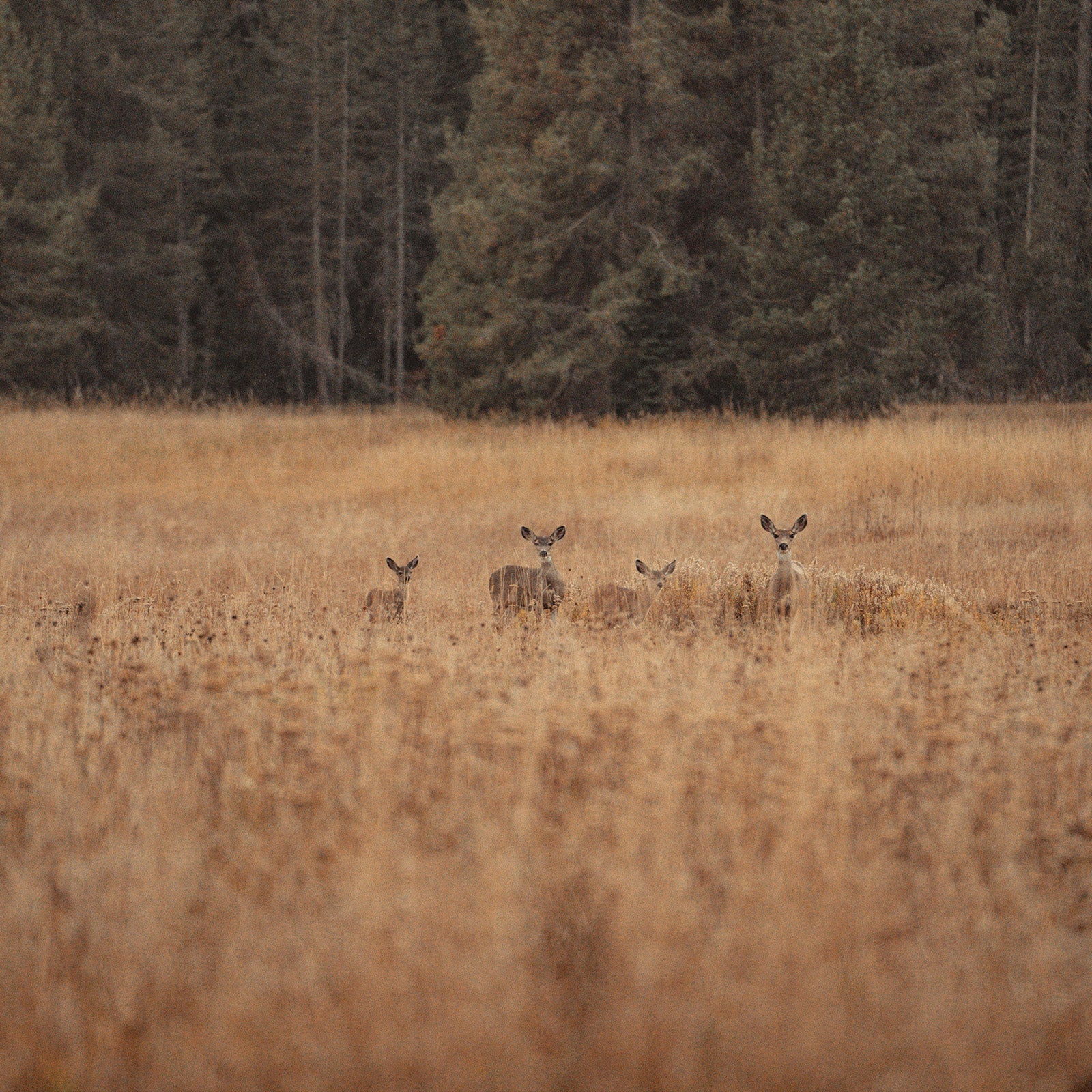 Yosemite_National_Park_Deers