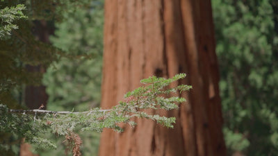 SEQUOIA_TREE_MOVIE